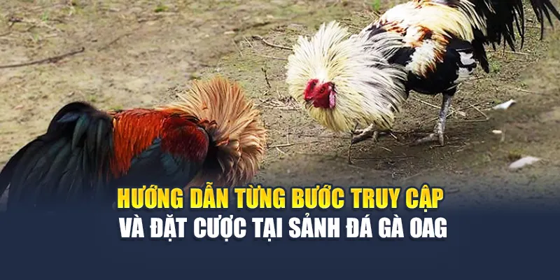 Trải Nghiệm Sảnh Đá Gà OAG Đỉnh Cao Tại Nhà Cái 78WIN 6 Hướng dẫn từng bước truy cập và đặt cược tại sảnh đá gà OAG